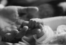 Photo of Правила кормления шартреза: что важно знать?