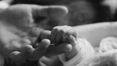 Photo of Правила кормления шартреза: что важно знать?