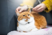 Photo of Турецкая ван: кошки с красивым окрасом и необычным характером