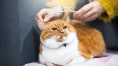 Photo of Турецкая ван: кошки с красивым окрасом и необычным характером