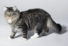 Photo of Проблема стресса у норвежских лесных кошек: как помочь питомцу?