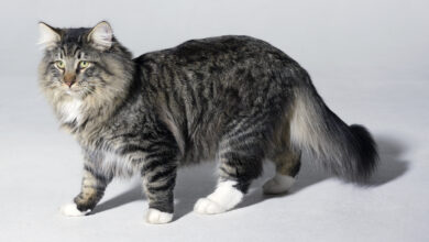 Photo of Проблема стресса у норвежских лесных кошек: как помочь питомцу?