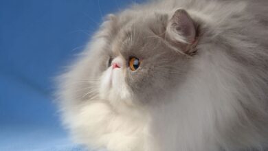 Photo of Почему персидская кошка может отказываться от еды и что делать?