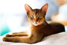 Photo of Как ухаживать за абиссинской кошкой: секреты здоровья