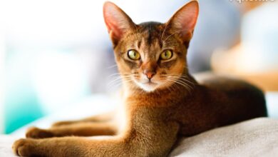 Photo of Как ухаживать за абиссинской кошкой: секреты здоровья