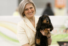 Photo of Тонкинез: грациозные кошки с шелковистой шерстью