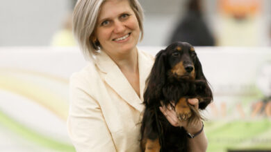 Photo of Тонкинез: грациозные кошки с шелковистой шерстью