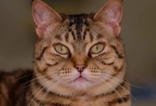 Photo of Породистая кошка: особенности ухода