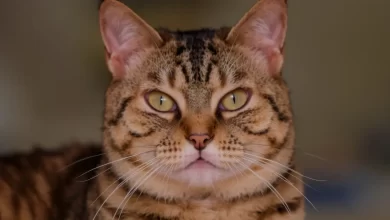Photo of Породистая кошка: особенности ухода