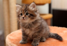 Photo of Советы по уходу за сибирской кошкой в период линьки