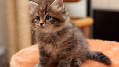 Photo of Советы по уходу за сибирской кошкой в период линьки