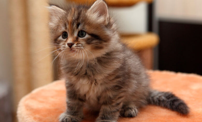 Photo of Советы по уходу за сибирской кошкой в период линьки