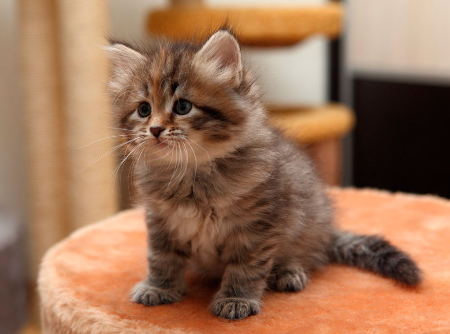 Фото 19 — Советы по уходу за сибирской кошкой в период линьки