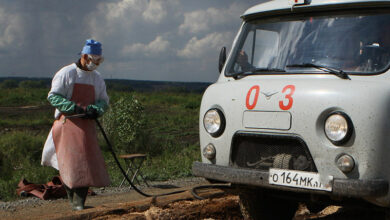 Photo of Правила кормления сибирской кошки: что важно знать?