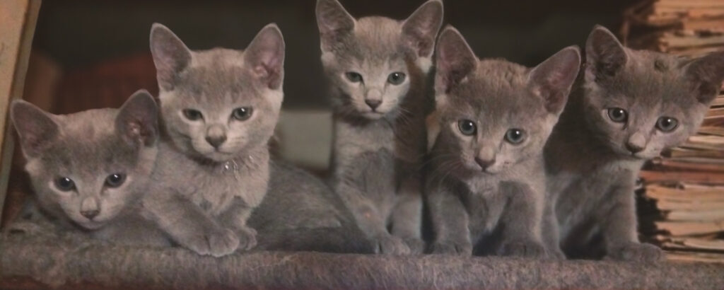 Фото 139 — Советы по уходу за русской голубой кошкой во время линьки