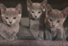 Photo of Советы по уходу за русской голубой кошкой во время линьки