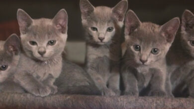 Photo of Советы по уходу за русской голубой кошкой во время линьки