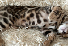 Photo of Советы по уходу за бенгальской кошкой в период линьки