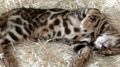 Photo of Советы по уходу за бенгальской кошкой в период линьки