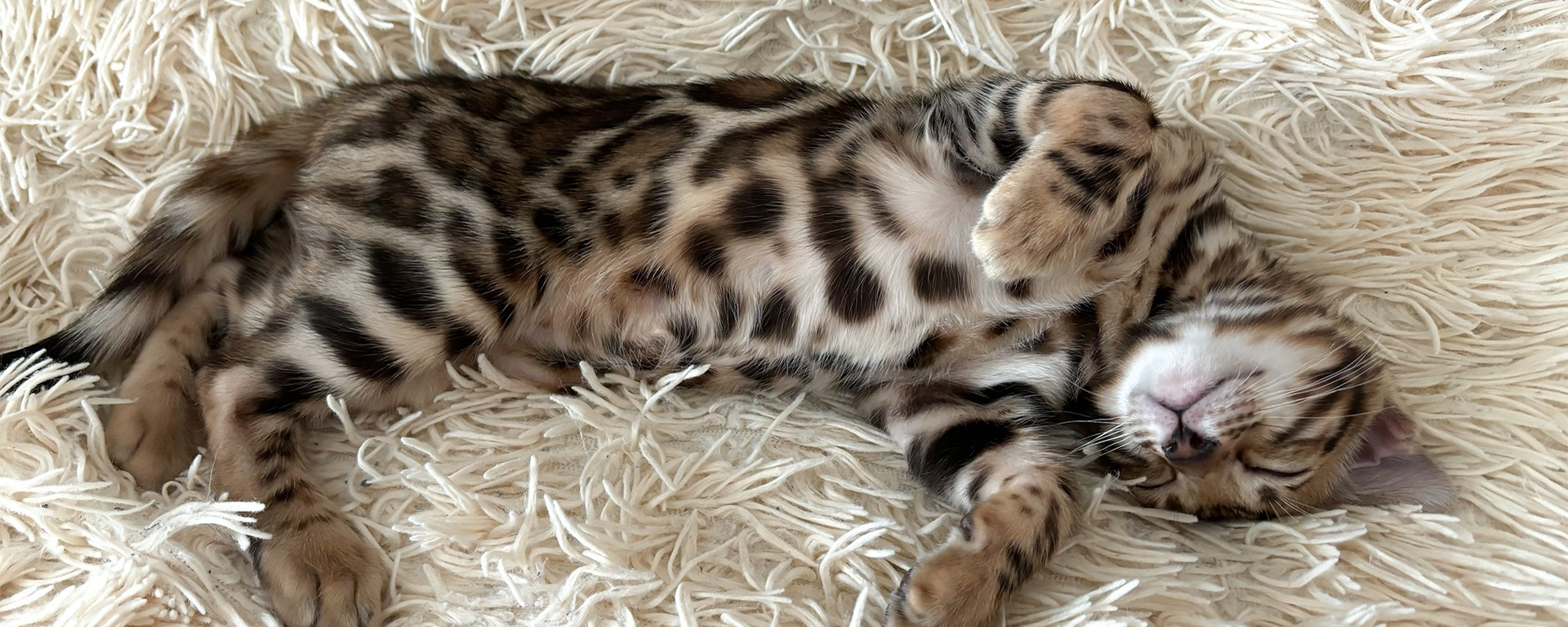 Фото 134 — Советы по уходу за бенгальской кошкой в период линьки