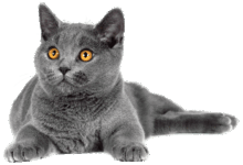 Photo of Британская короткошерстная: спокойные и ласковые