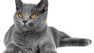 Photo of Британская короткошерстная: спокойные и ласковые