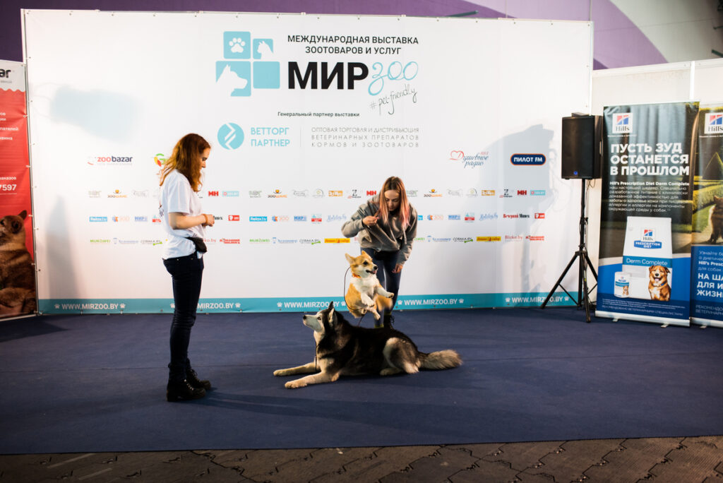 Фото 83 — Эффективные методы лечения диабета у домашнего питомца