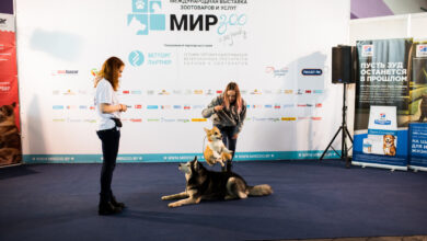 Photo of Эффективные методы лечения диабета у домашнего питомца