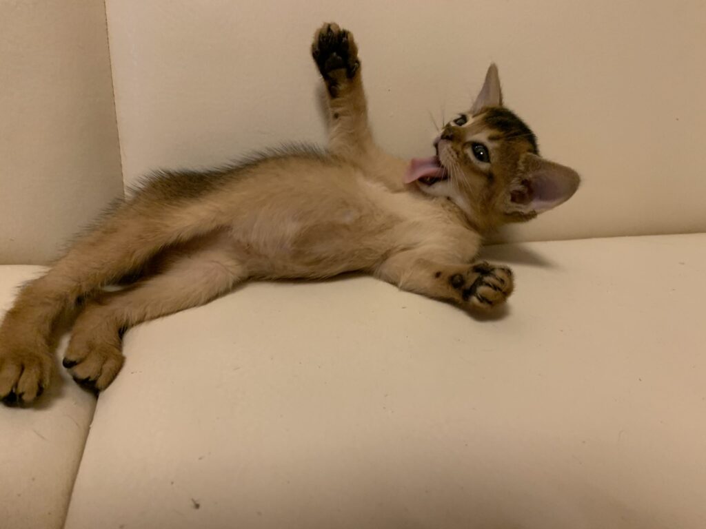 Фото 29 — Как избежать перенаселения в доме, где живут абиссинские кошки?