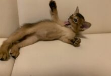 Photo of Как избежать перенаселения в доме, где живут абиссинские кошки?