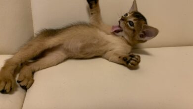 Photo of Как избежать перенаселения в доме, где живут абиссинские кошки?