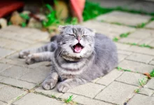 Photo of Почему кошка постоянно чихает: причины и лечение