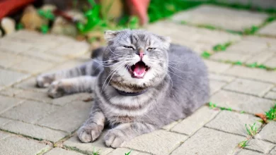 Photo of Почему кошка постоянно чихает: причины и лечение