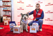 Photo of Лечение кишечных инфекций у домашнего питомца