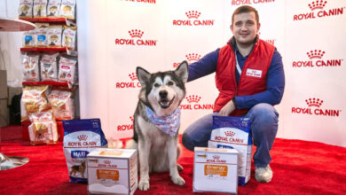 Photo of Лечение кишечных инфекций у домашнего питомца