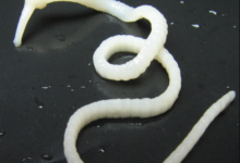 Photo of Как избавиться от глистов у кошки: симптомы и методы лечения