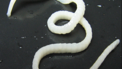 Photo of Как избавиться от глистов у кошки: симптомы и методы лечения