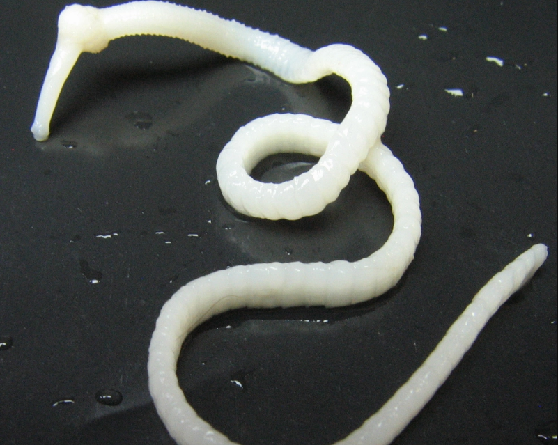 Фото 53 — Как избавиться от глистов у кошки: симптомы и методы лечения