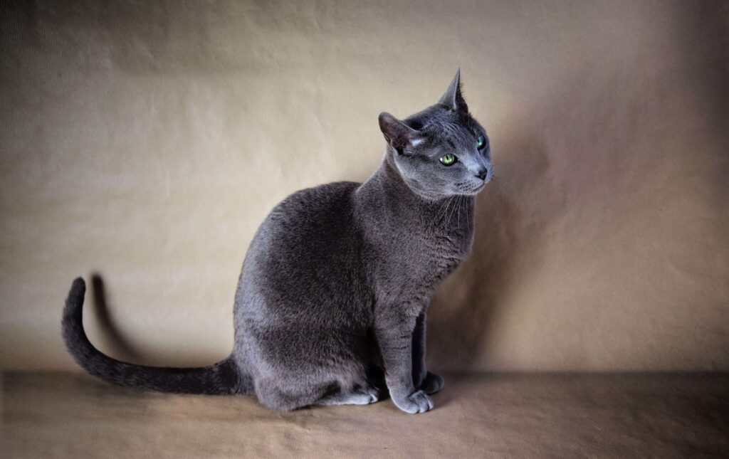 Кормление русской голубой кошки