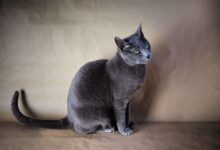 Photo of Кормление русской голубой кошки