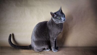 Photo of Кормление русской голубой кошки