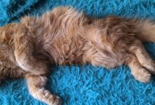 Photo of Как избежать перенаселения в доме, где живут мейн-куны?