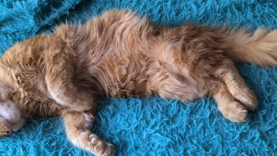 Photo of Как избежать перенаселения в доме, где живут мейн-куны?