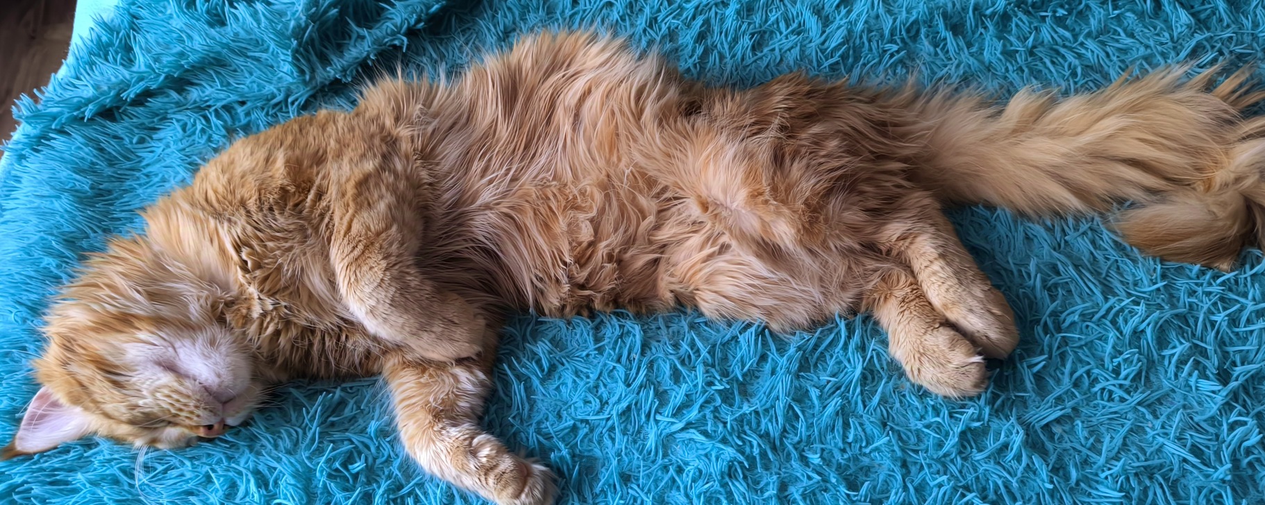 Фото 124 — Как избежать перенаселения в доме, где живут мейн-куны?