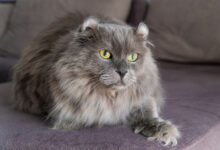 Photo of Корат: серебристые кошки с изумрудными глазами