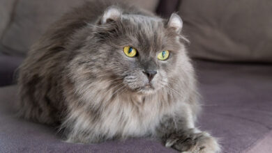 Photo of Корат: серебристые кошки с изумрудными глазами