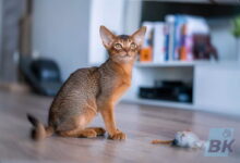 Photo of Абиссинская кошка: активные и любопытные