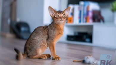 Photo of Абиссинская кошка: активные и любопытные