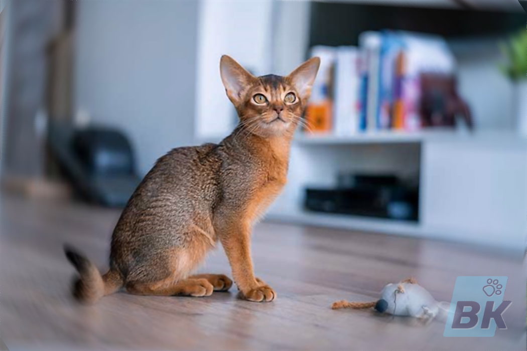 Фото 70 — Абиссинская кошка: активные и любопытные