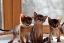Photo of Проблема стресса у абиссинских кошек: как помоч